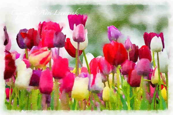 Dutch Tulips ART 196