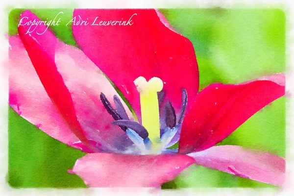 Dutch Tulips ART 172