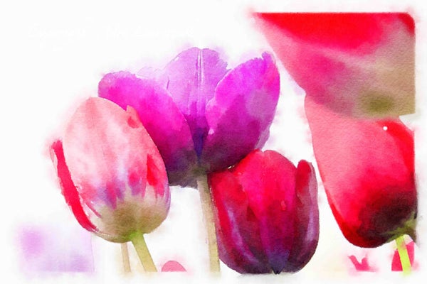 Dutch Tulips ART 154