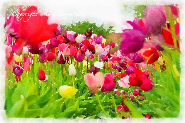 Dutch Tulips ART 156