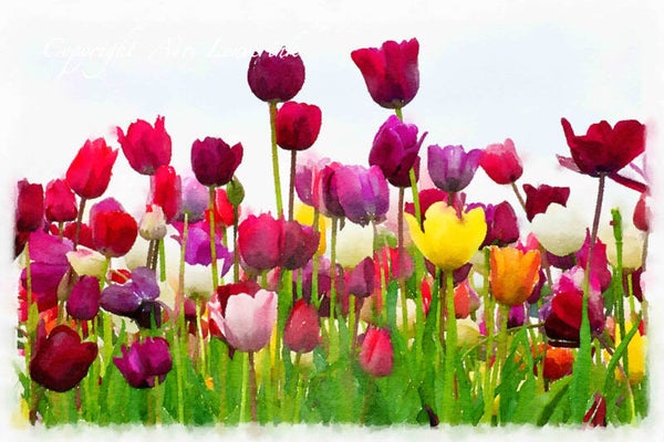 Dutch Tulips ART 158