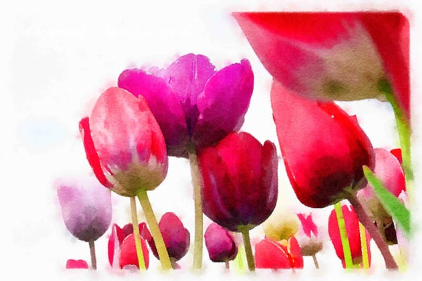Dutch Tulips ART 134