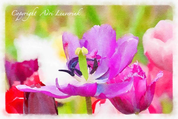 Dutch Tulips ART 241