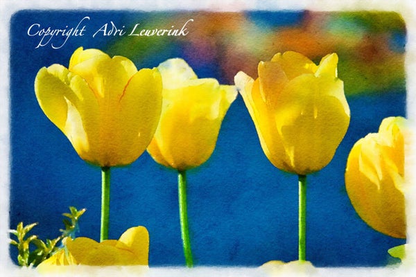 Dutch Tulips ART 197