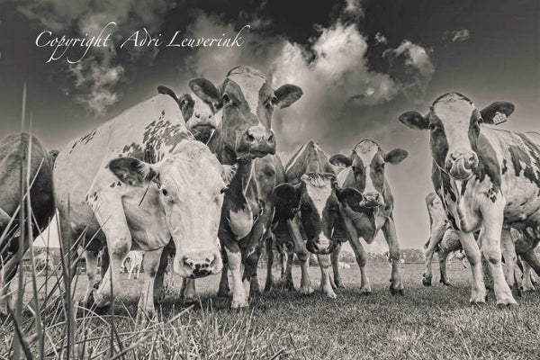 Koeien Z/W 74