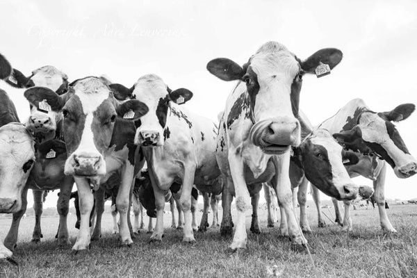 Koeien Z/W 90