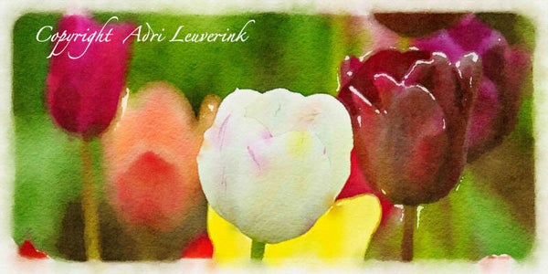 Dutch Tulips ART 198