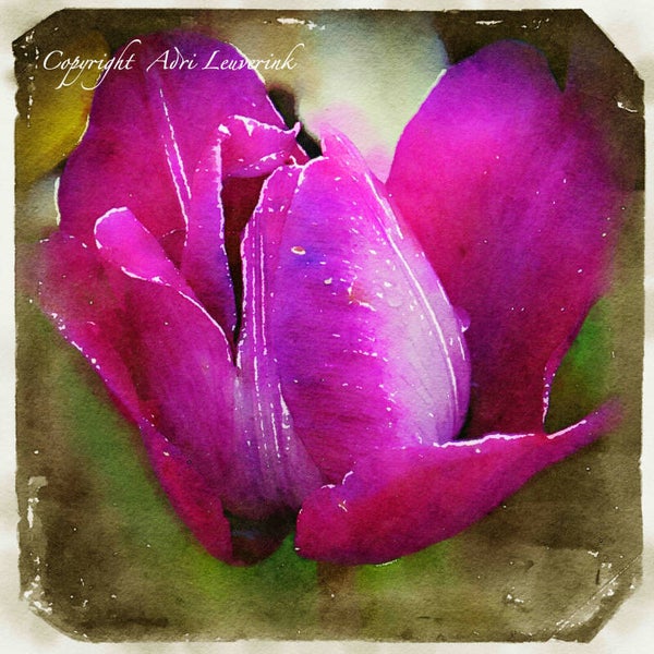 Dutch Tulips ART 200