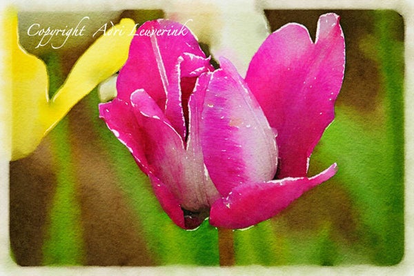 Dutch Tulips ART 201