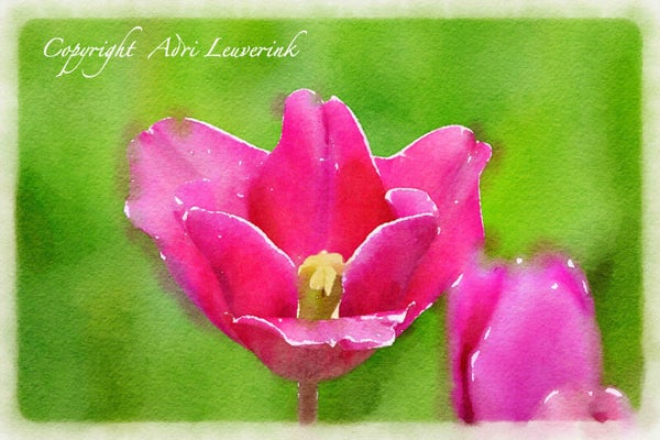 Dutch Tulips ART 202