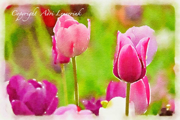 Dutch Tulips ART 205