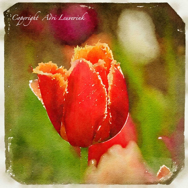 Dutch Tulips ART 206
