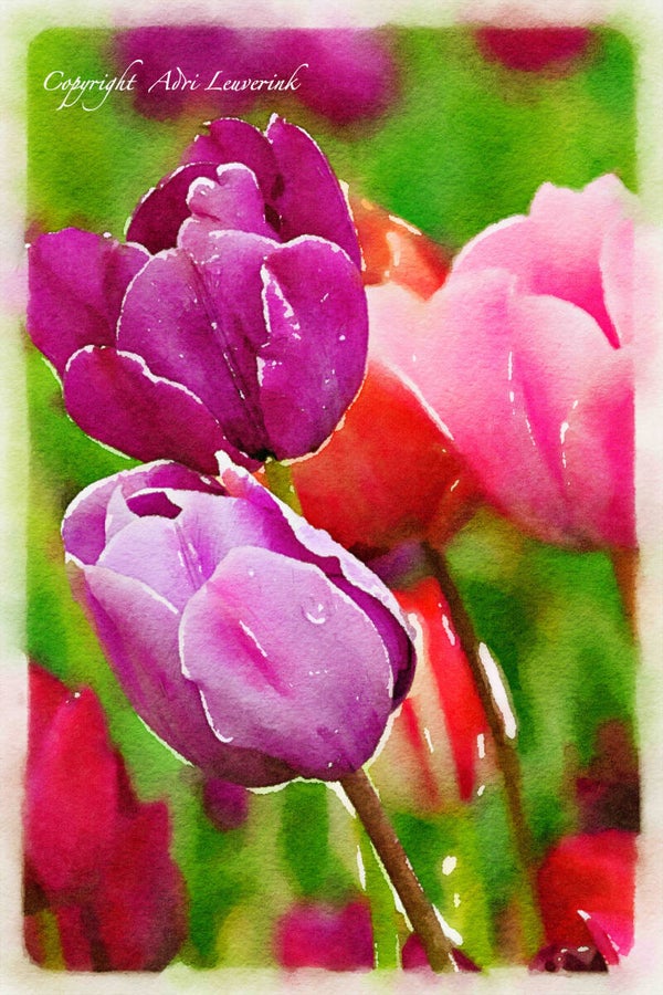 Dutch Tulips ART 207