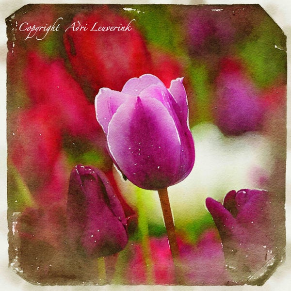 Dutch Tulips ART 209