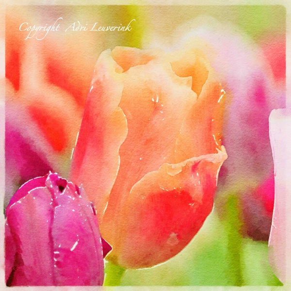 Dutch Tulips ART 212