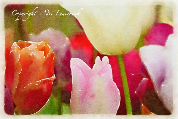 Dutch Tulips ART 213