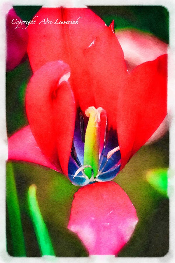 Dutch Tulips ART 214