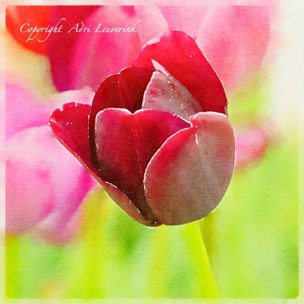 Dutch Tulips ART 215