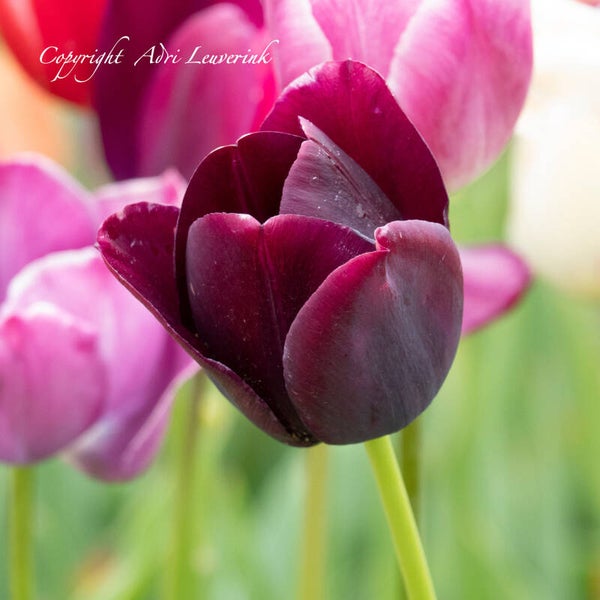 Dutch Tulips ART 216