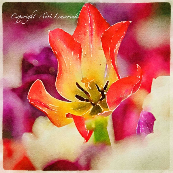 Dutch Tulips ART 223