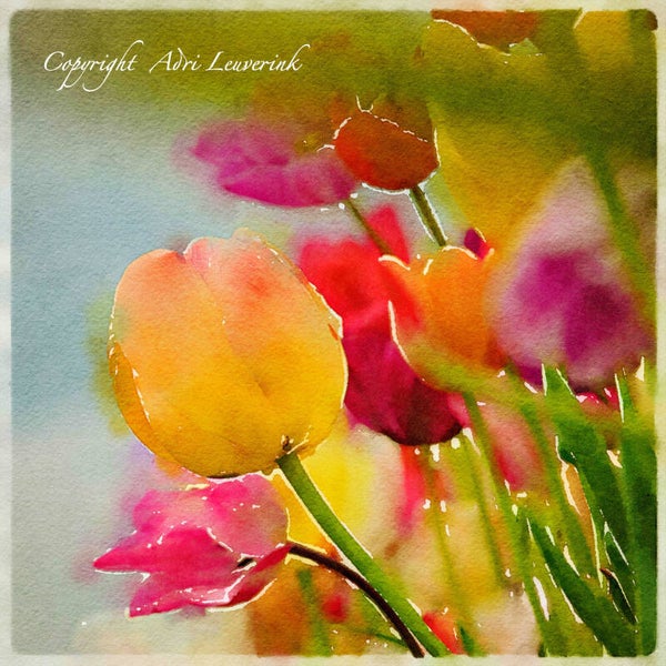 Dutch Tulips ART 224