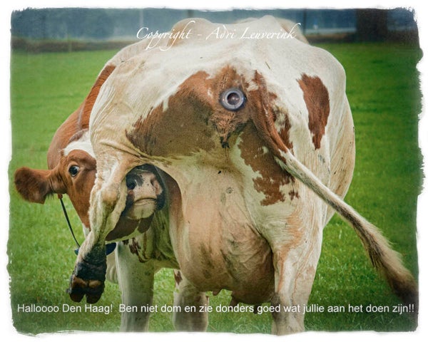 Magneet foto display 29