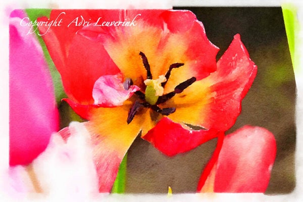 Dutch Tulips ART 229