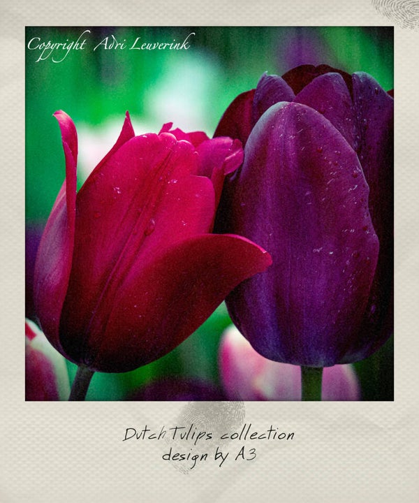 Polaroid Imageblocks 61