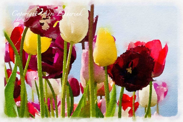 Dutch Tulips ART 231