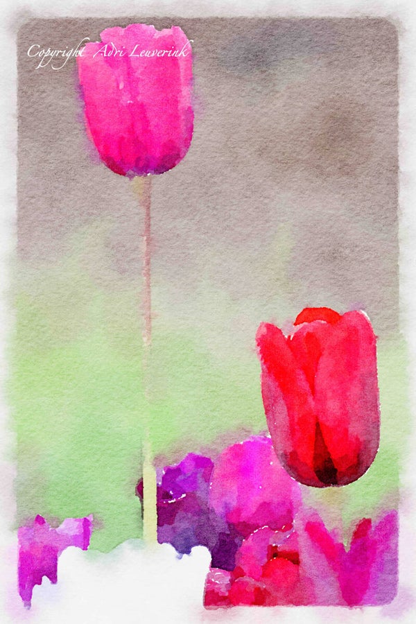 Dutch Tulips ART 162