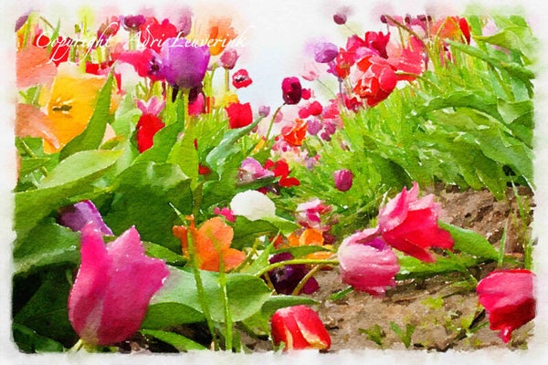 Dutch Tulips ART 163