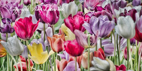 Dutch Tulips ART 232