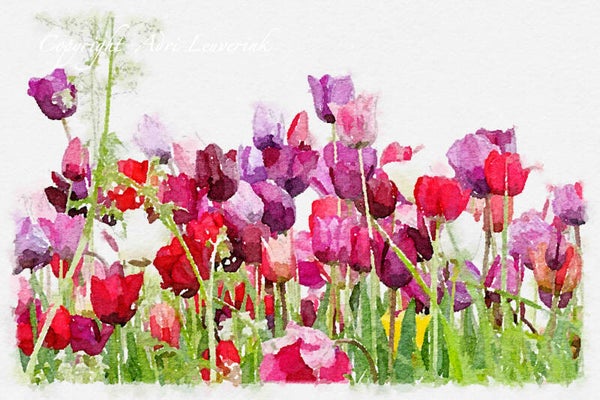 Dutch Tulips ART 234