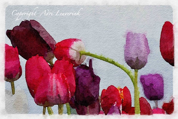 Dutch Tulips ART 168