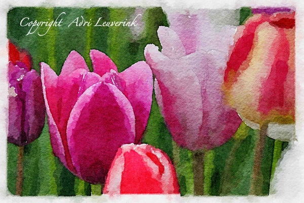Dutch Tulips ART 170