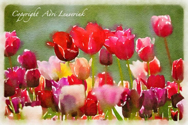Dutch Tulips ART 238