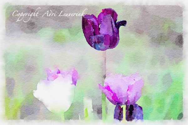 Dutch Tulips ART 242