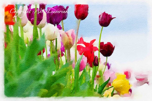 Dutch Tulips ART 139