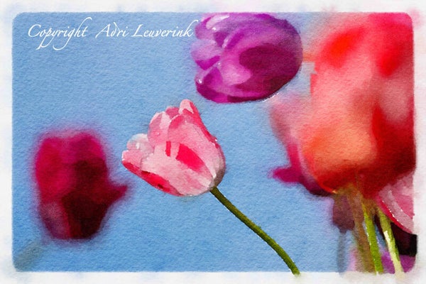 Dutch Tulips ART 140