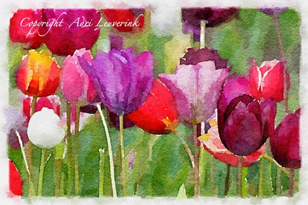 Dutch Tulips ART 143