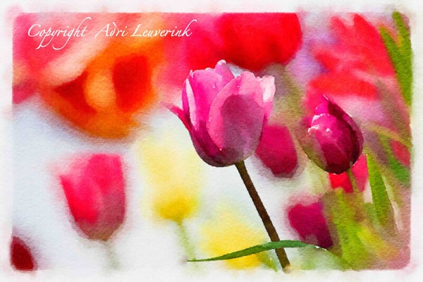 Dutch Tulips ART 145