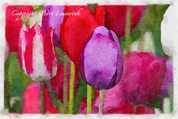 Dutch Tulips ART 149