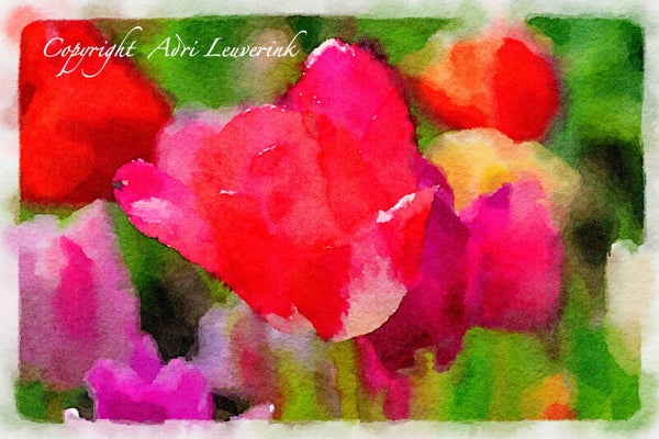 Dutch Tulips ART 150
