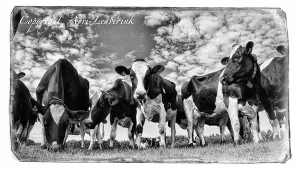 Koeien Z/W 113