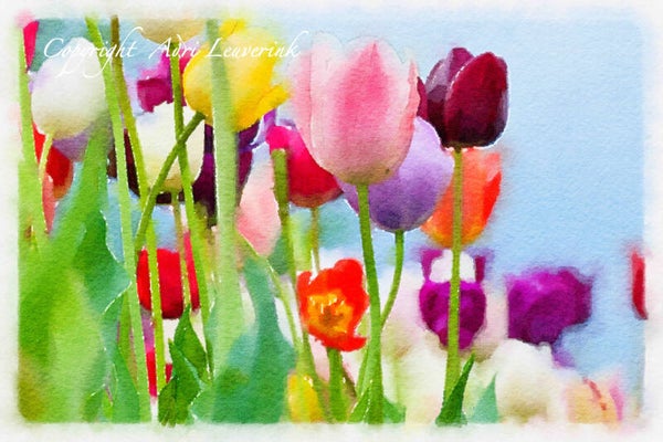 Dutch Tulips ART 244