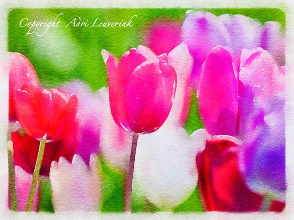 Dutch Tulips ART 255