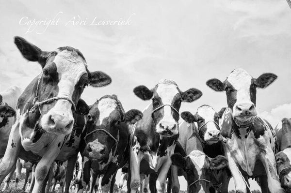 Koeien Z/W 121