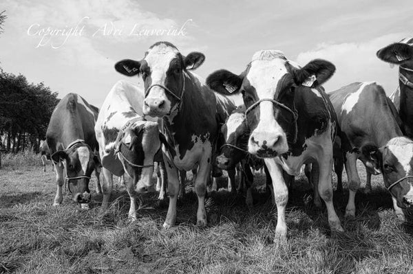 Koeien Z/W 123