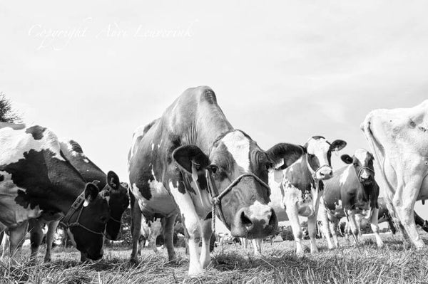 Koeien Z/W 124