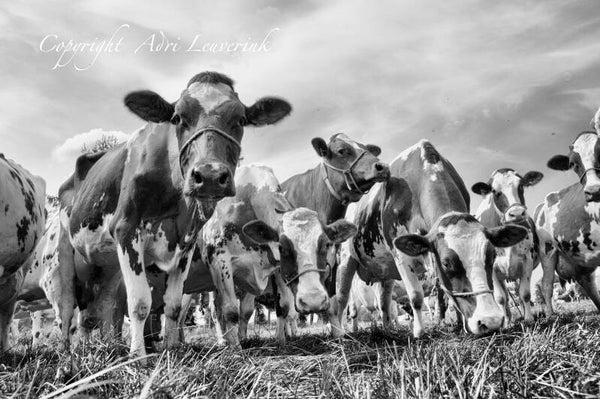 Koeien Z/W 125